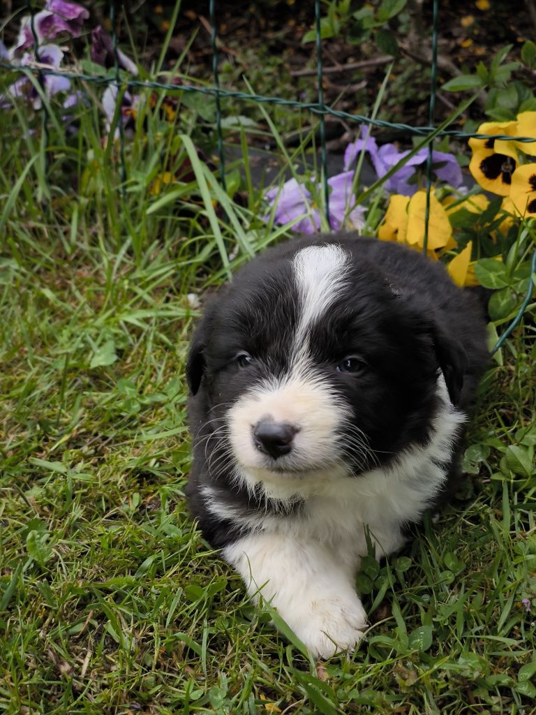Border collie ZKWP FCI piesek
