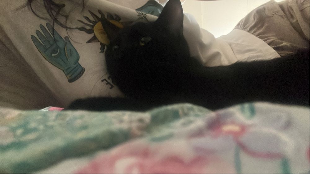 Adoção responsável Lucy