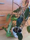 Philodendron wysoki