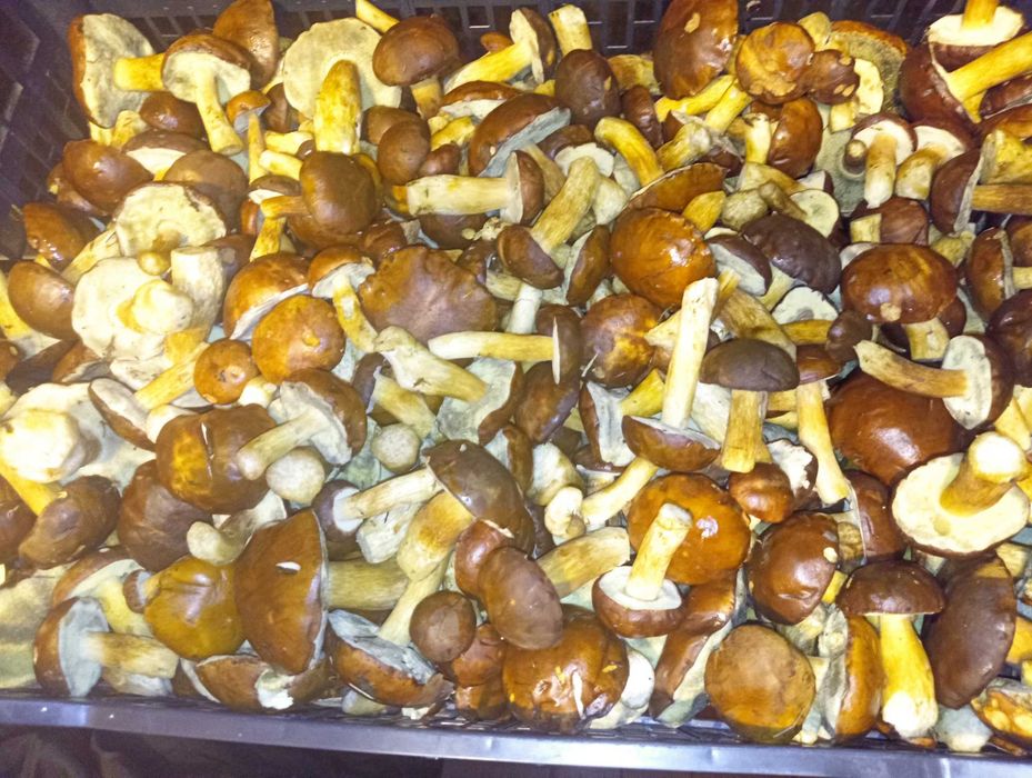 Grzyby podgrzybki prawdziwki