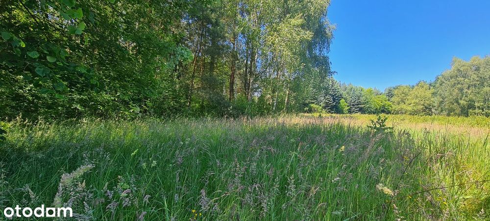 Działka budowlana Napachanie, las, blisko Poznań Rokietnica Kiekrz