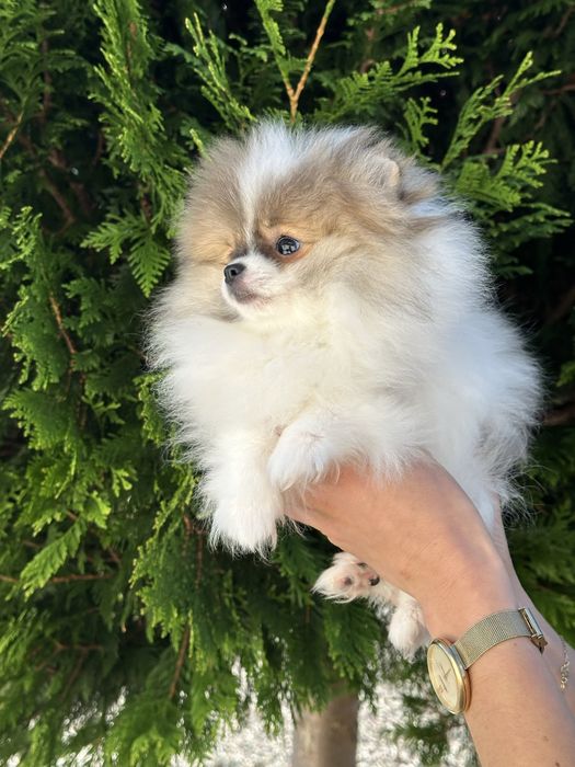 Mini mini dziewczynka pomeranian szpic miniaturowy