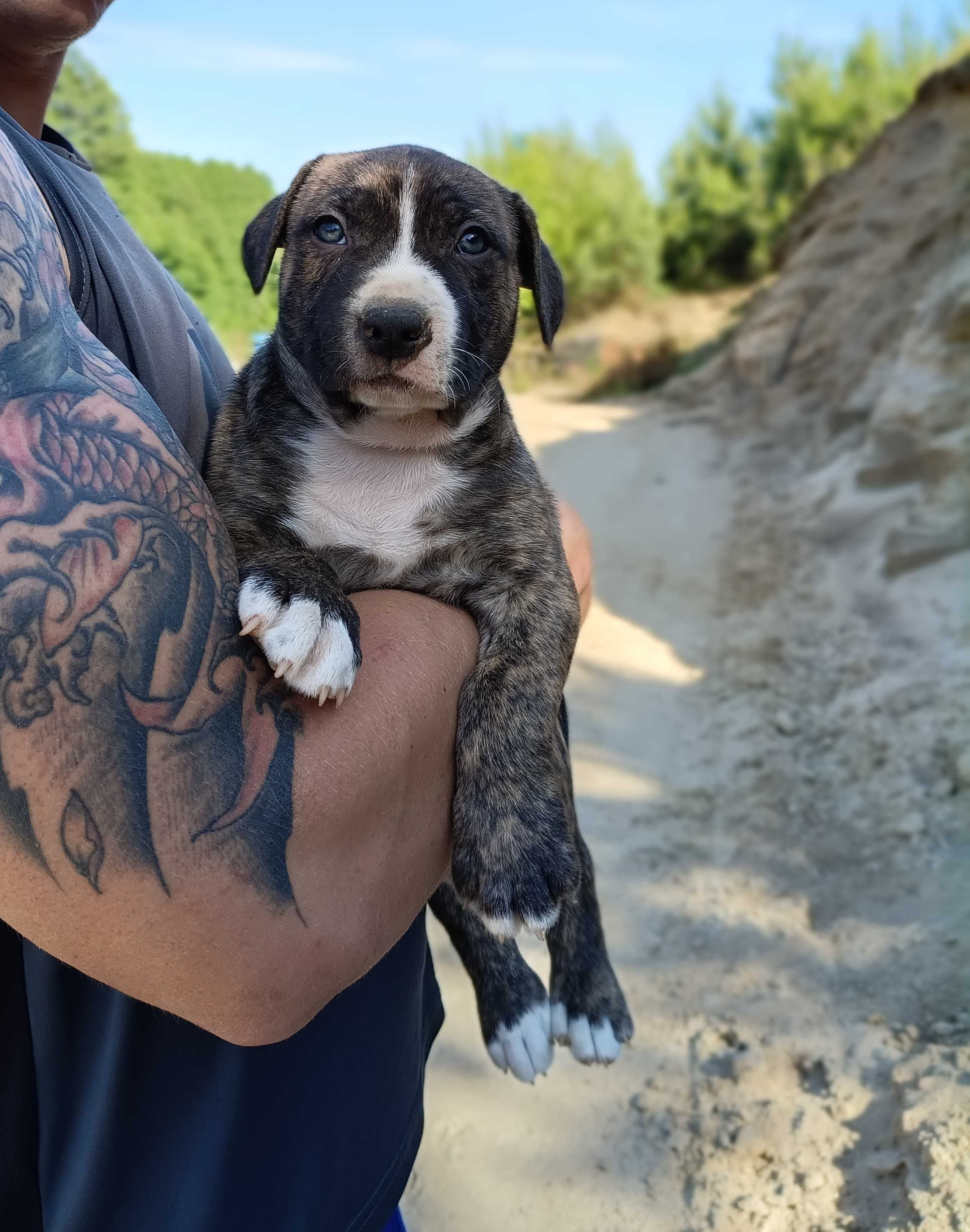 Amstaff samiec pręgowany