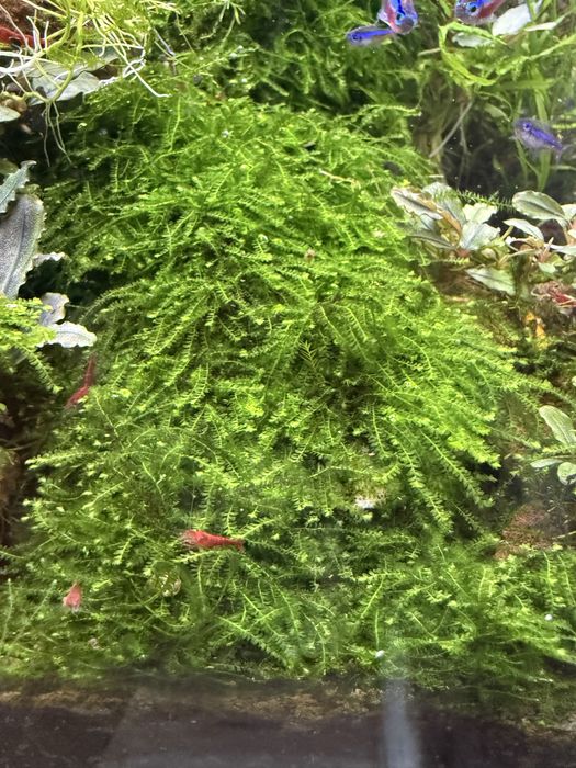 Mech weeping moss