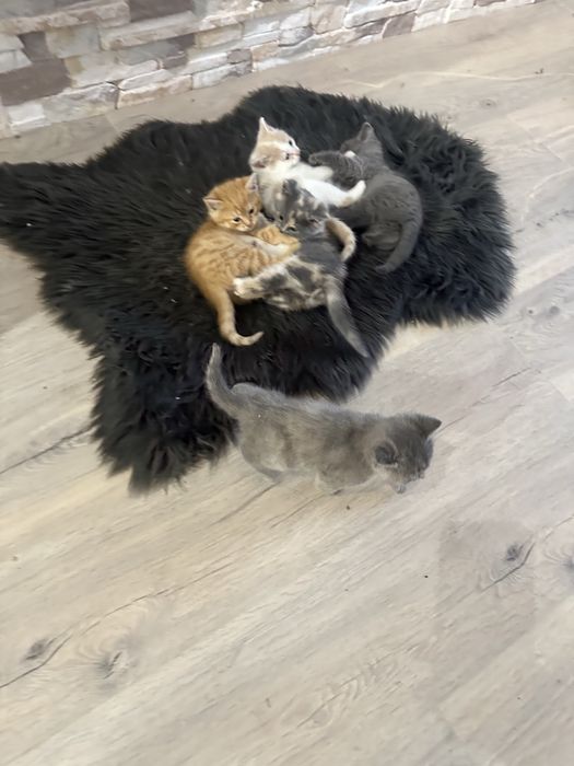 Кошенята шотландці