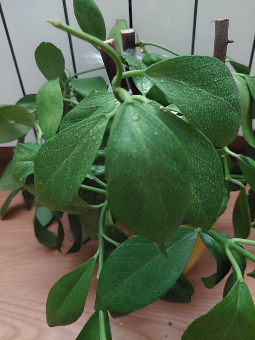 Хойя Обскура. Obscure. Растение целиком.