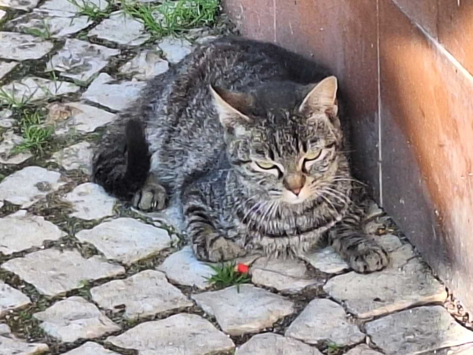 Gatinha para adoção.