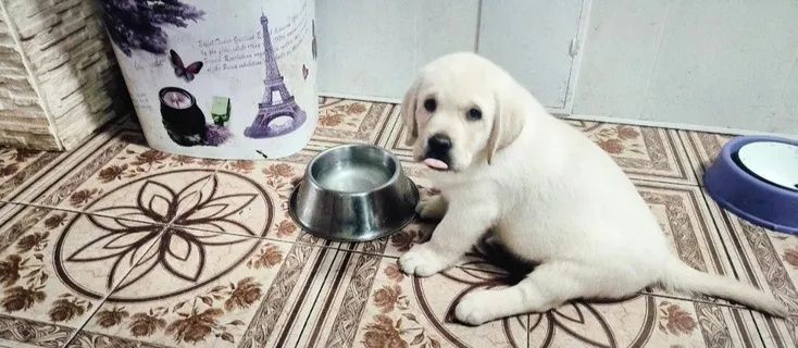Продам щенков Лабрадор