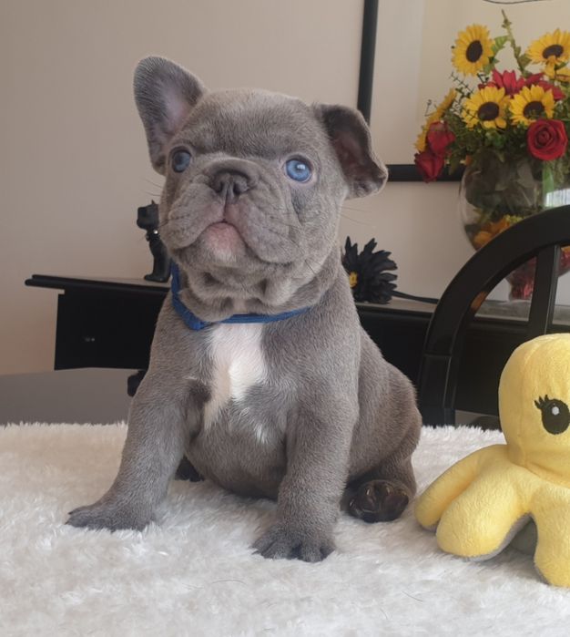 Bulldog Francês macho excelente genética