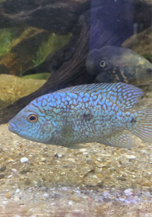 Femea texas blue