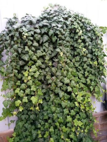 Саджанці плюща 2м