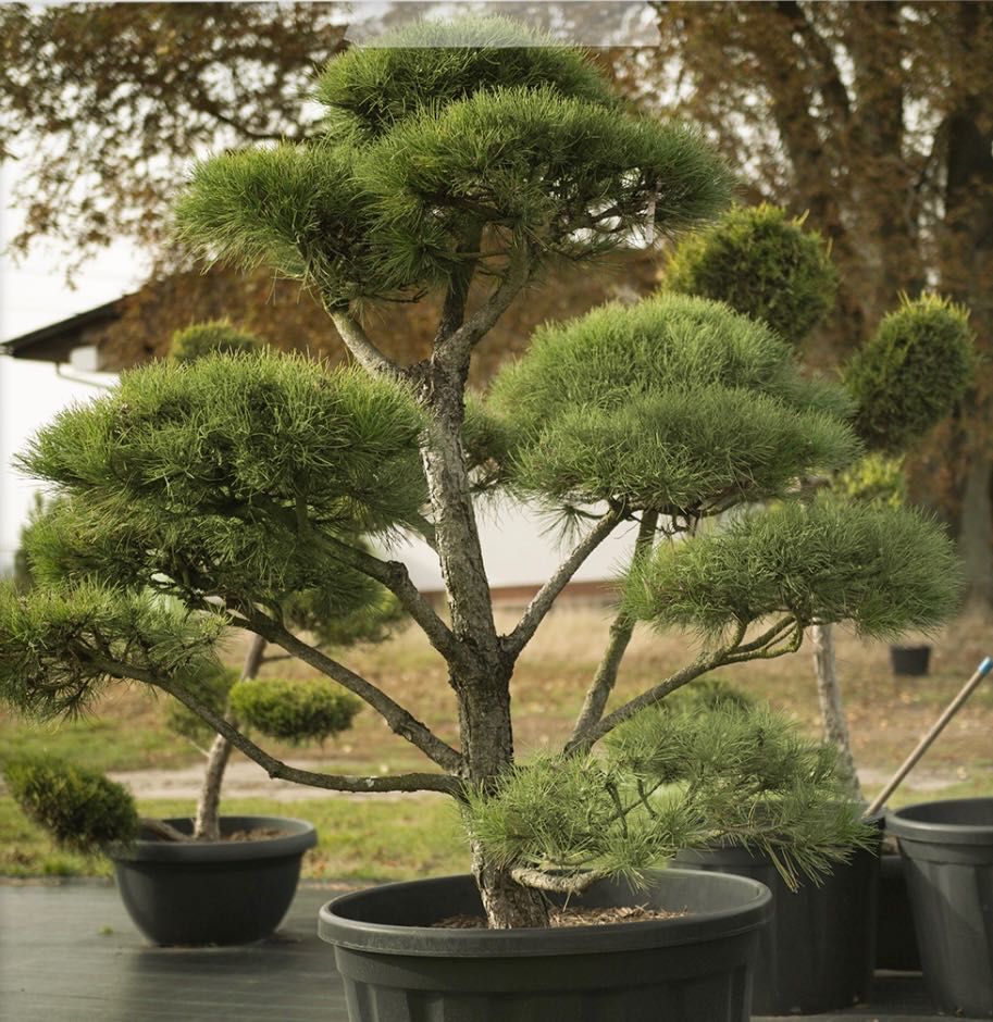 Bonsai Rosliny Formowane