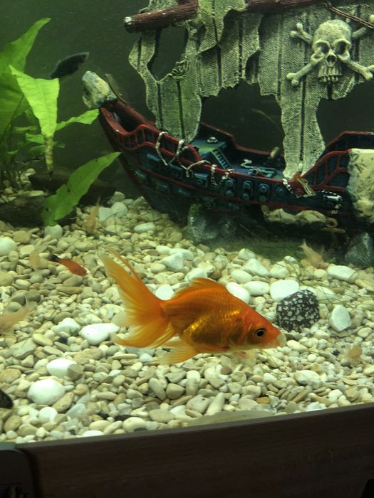Ryba welon złota rybka