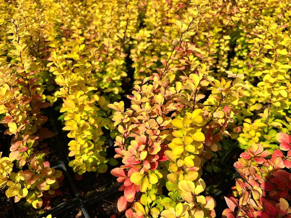 Berberys Thunberga 'Red Gold' (Berberis thunbergii) Poj. 1.0L