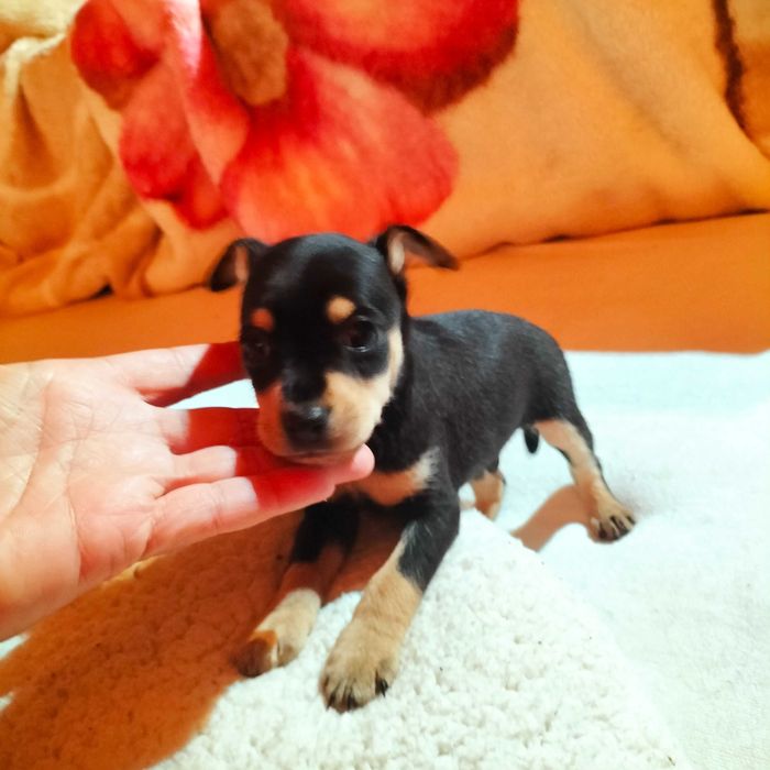 Pinscher macho belíssimo