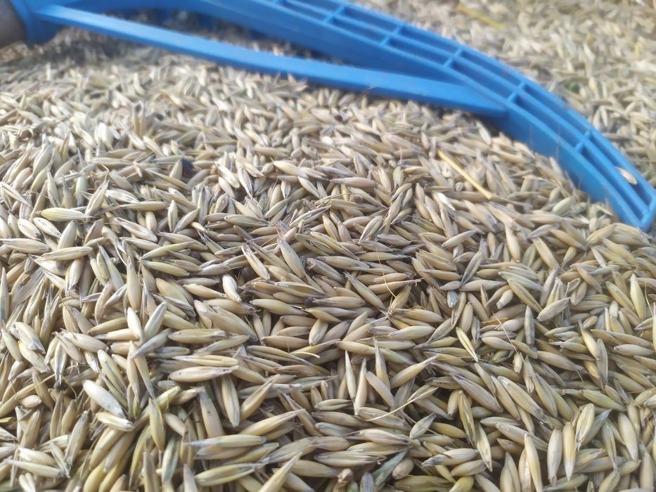 Wyka, Żyto, Owies - mieszanka idealna na poplon lub pasze dla zwierząt