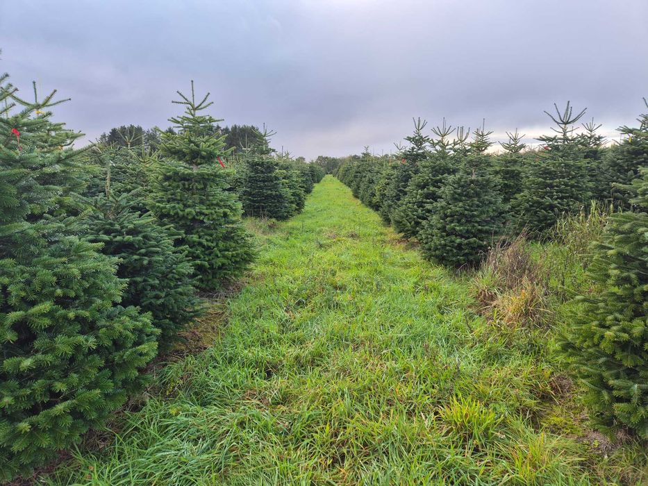 Jodła Kaukaska Cięta 230-280 cm lub w donicy 100-180 cm/ TuChoinki.pl