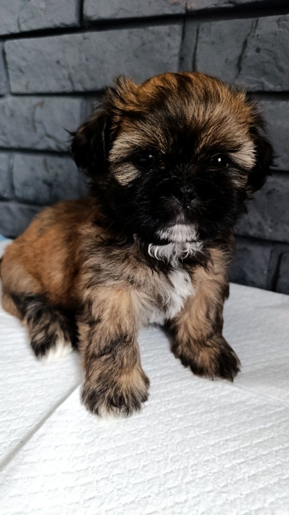 Shih tzu z genem czekoladowym .Już do odbioru.