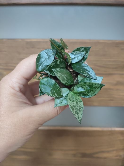 Хойї та дісхідії