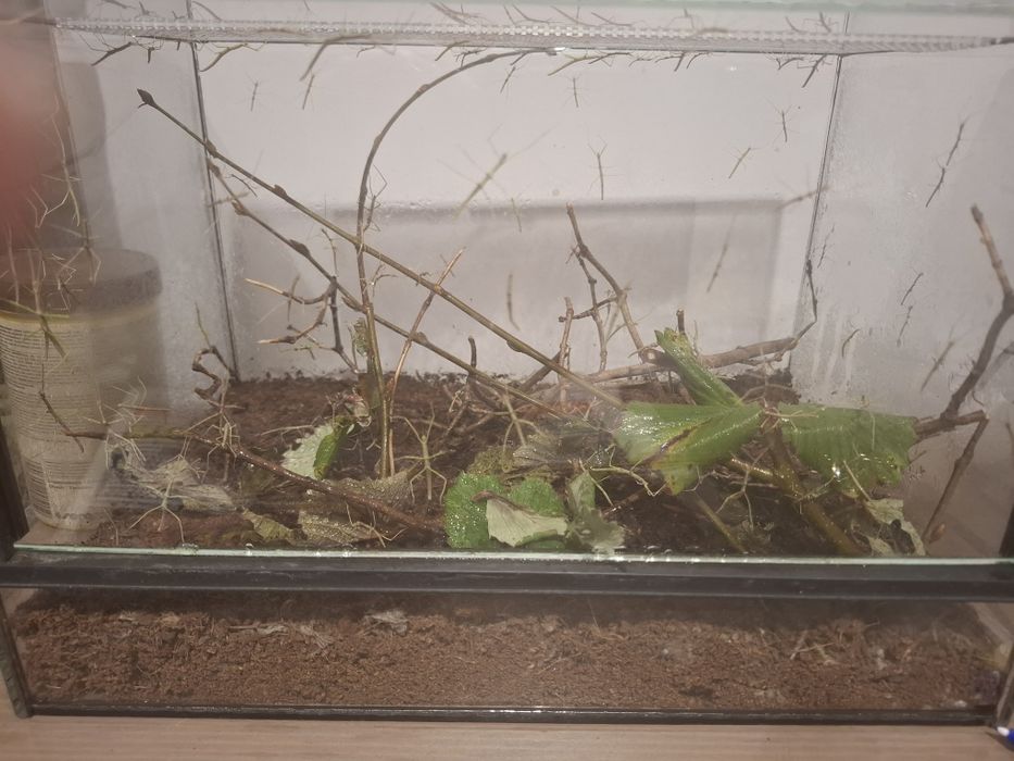 Patyczaki -  oddam za darmo dowolną ilość