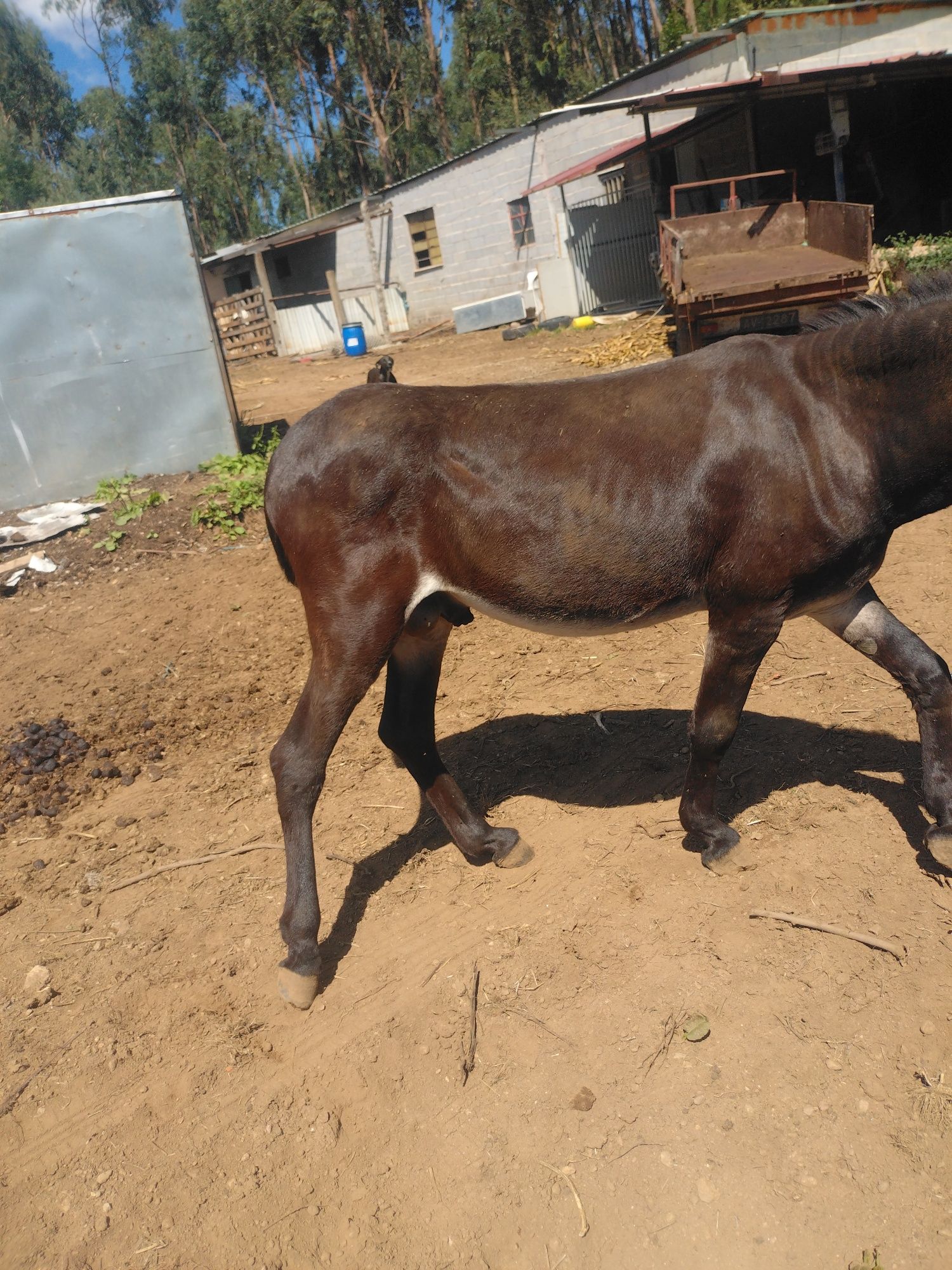 Macho burro inteiro