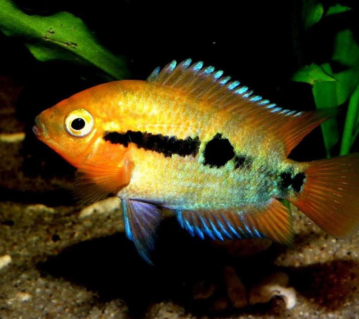 Pielęgnica miodowa - Herotilapia multispinosa - dowóz, wysyłka