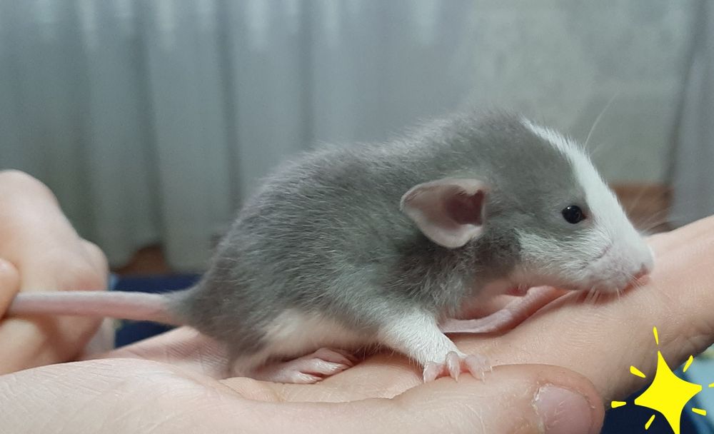 Щур, крыса, криса Дамбо Хаскі, різні кольори + клітка, гамак