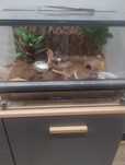 Gekon lamparci i terrarium