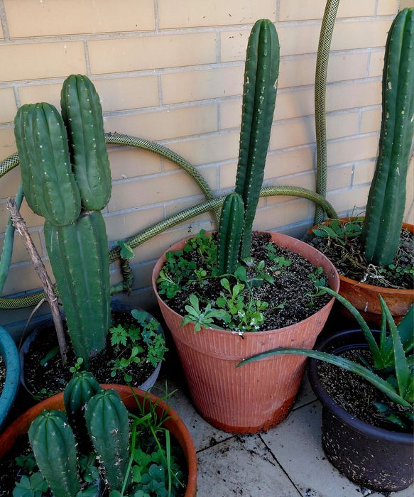 Catus S.Pedro. Vendo