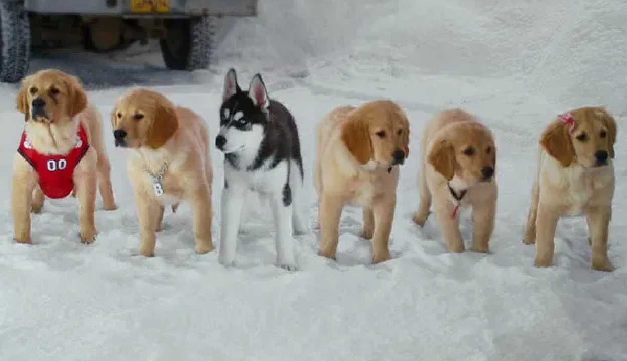 SNOW BUDDIES - Aventuras na Neve (Os adoráveis cachorros da DISNEY)