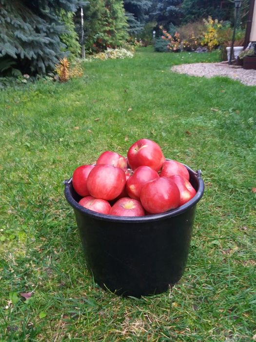 100% ekologiczne soczyste jablka z ogródka 1kg