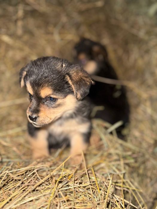 Віддам маленьких цуценят у добрі руки!
Милі, грайливі й дуже добрі пес