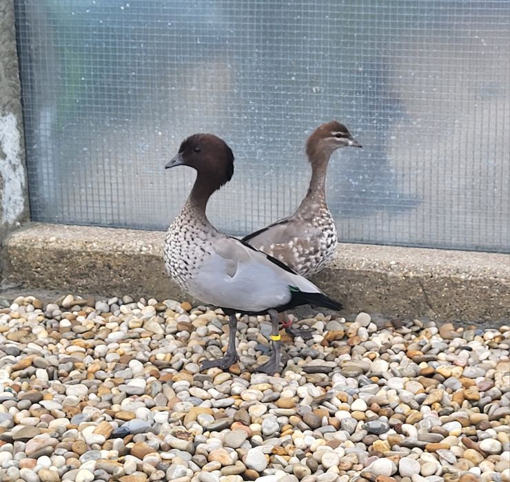 Casal de ganso maned