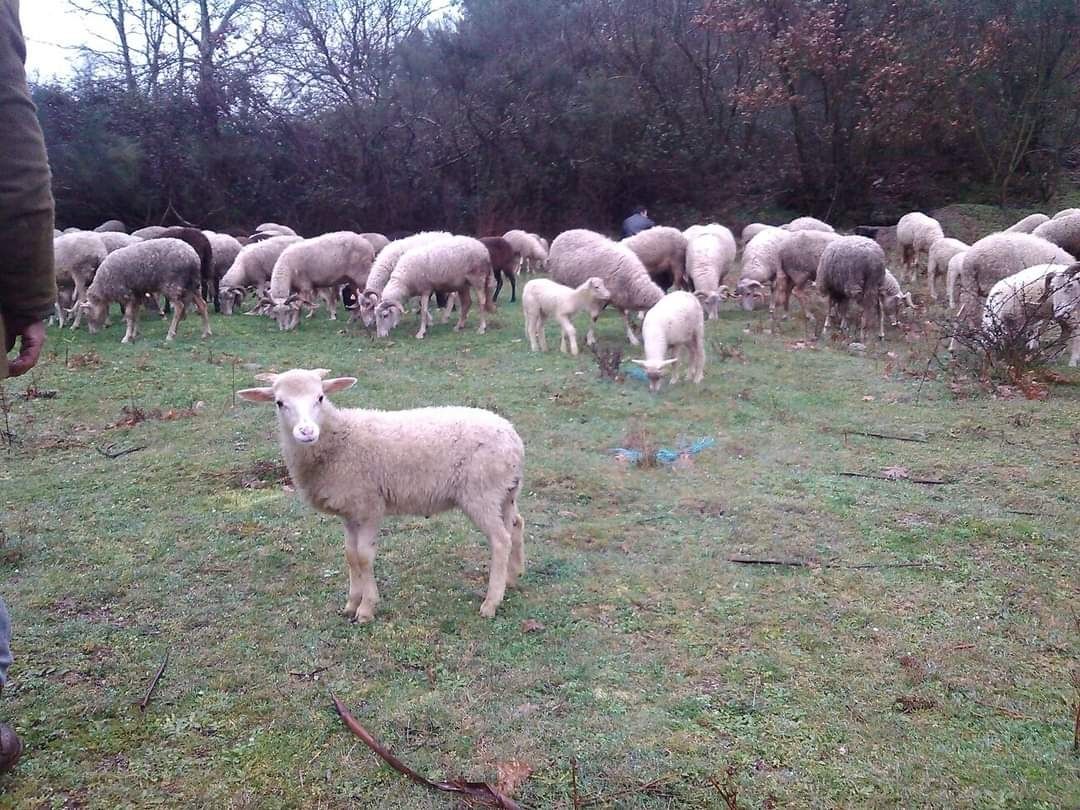 Rebanho ovelhas e filhos
