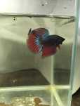 Bettas halfmoon macho