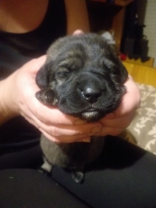 Лабрадорша + Немец