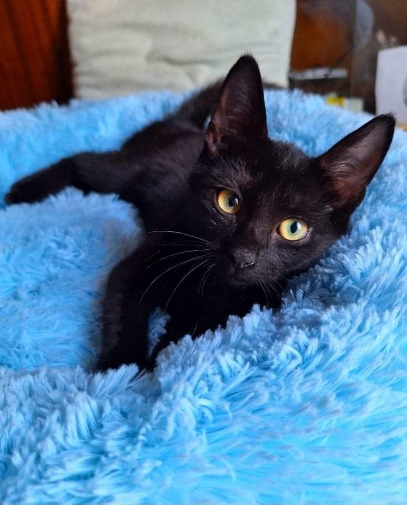 Pilne! Adopcja kotków z Charkowa