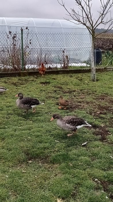 Gęsi gęgawy 2x2021r i 2x2022r