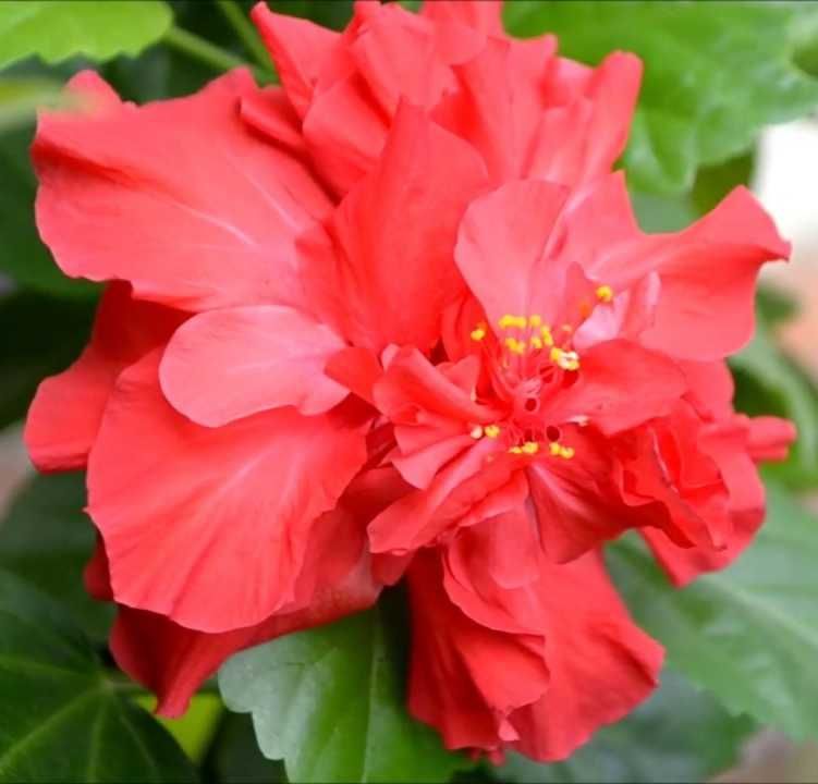Китайская роза (гибискус) красная, махровая,  Адениум (с/с)