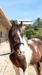 cavalo - 3-Year-Old stallion – Shire Horse x Tinker Cross