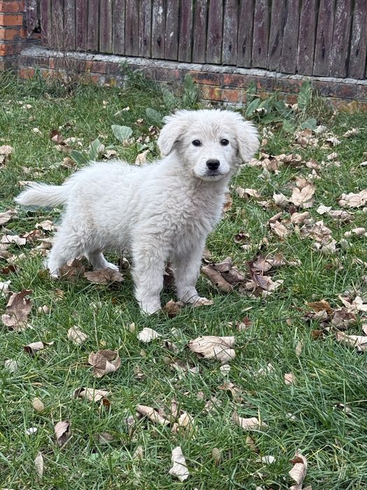 Owczarek podhalański