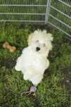 Maltipoo f1 piesek