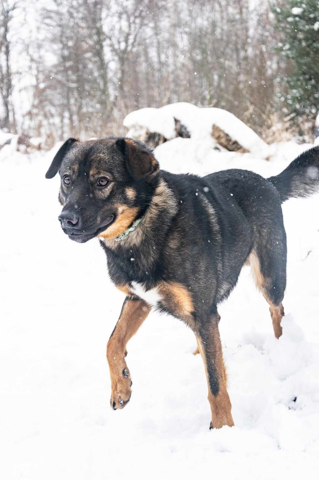 Szarik śliczny psiak do adopcji