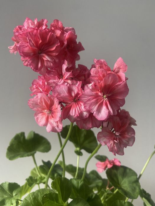 Пеларгонія  зональна, духмяна