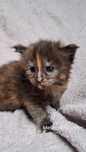 Kotka maine coon