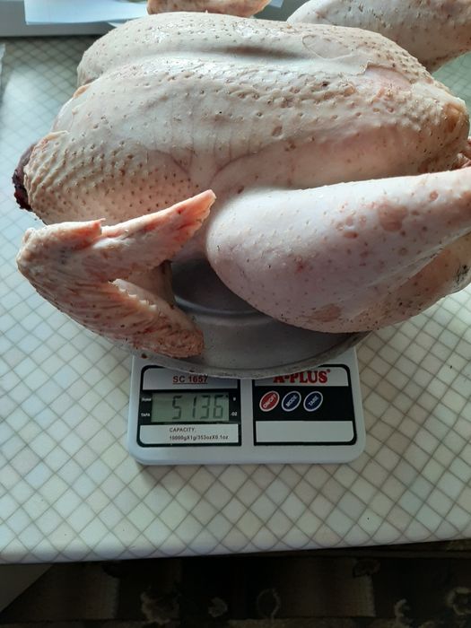 Підрощені та добові курчата бройлера