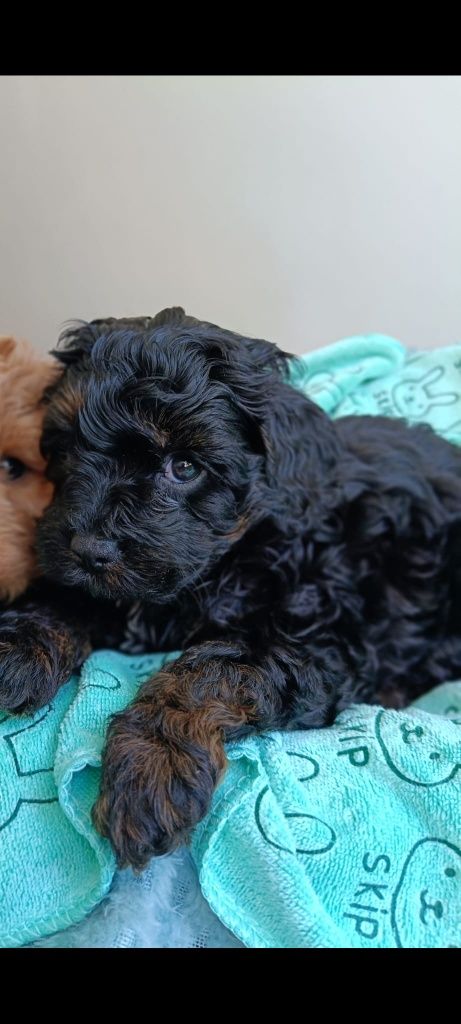 Cavapoo Pudel Toy Cockapoo