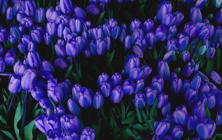 Tulipan POLSKI mieszanka mix 25 szt. Cebulki Tulipanów Tulipany KOLORY