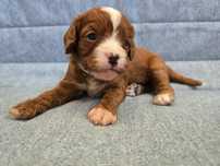 Cavapoo śliczny szczeniak