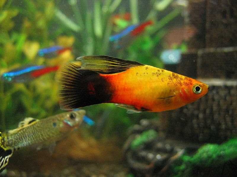 xiphophorus maculatus hi fin platka hi fin